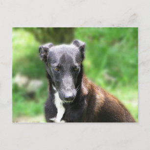 Black and White Greyhound dog Postcard