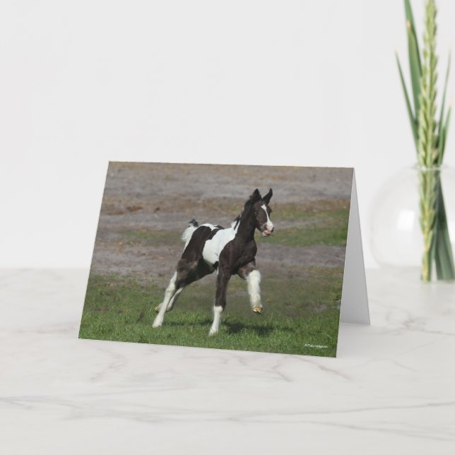 Black and White Gypsy Vanner Foal Running Card (Front)