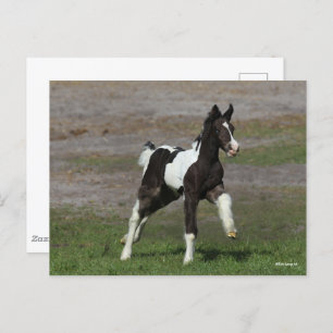 Black and White Gypsy Vanner Foal Running Postcard
