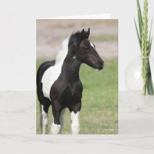 Black and White Gypsy Vanner Foal Standing Card