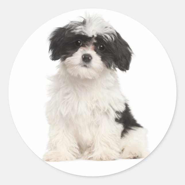 Black And White Havanese Puppy Dog Sticker (Front)