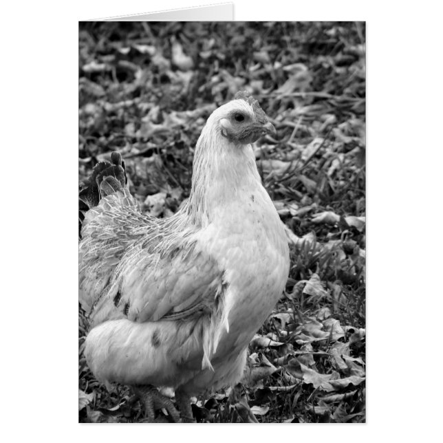 Black and White Hen All Occasion Blank Greeting (Front)