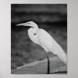 Black and White Heron Tropical Printable Art  Poster