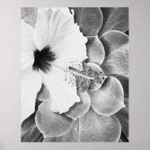 Black and White Hibiscus Poster