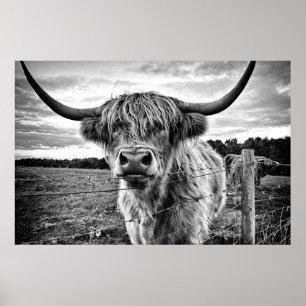 Black and White Highland Cow Poster