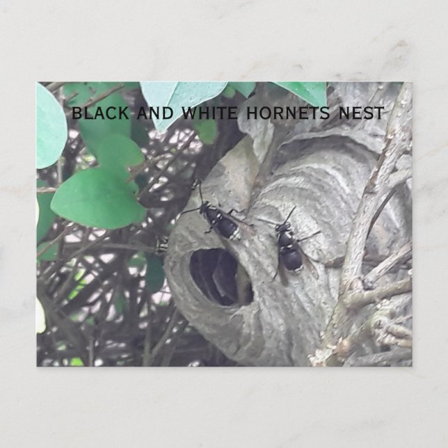 black and white hornets bee nest postcard (Front)