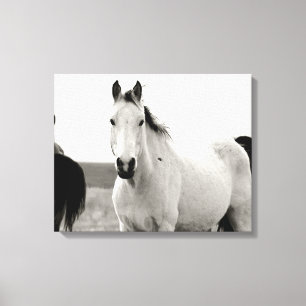 Black and white Horse in the Flint Hills Canvas Print