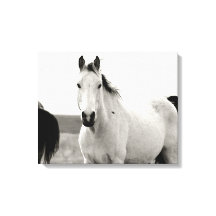 Black and white Horse in the Flint Hills