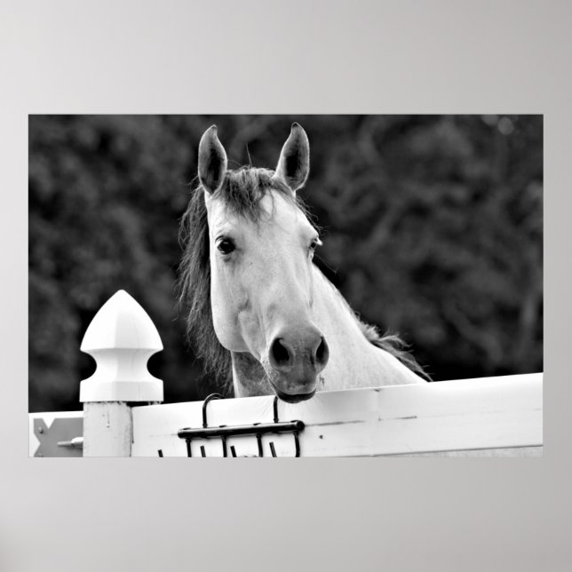 Black and White Horse Poster (Front)