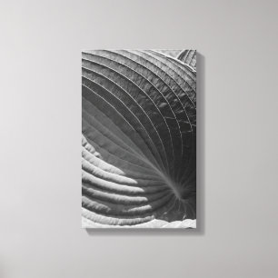 Black and White Hosta Leaf Canvas Print