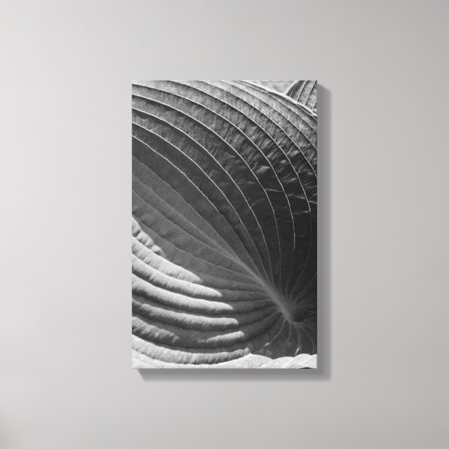 Black and White Hosta Leaf Canvas Print (Front)