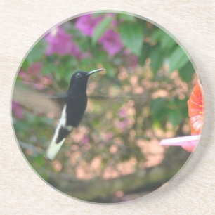 Black and White hummingbird flying at a feeder Coaster