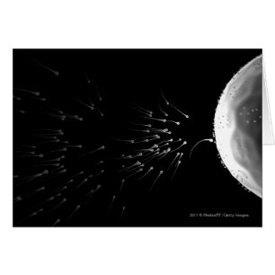 Black and white illustration of fertilization