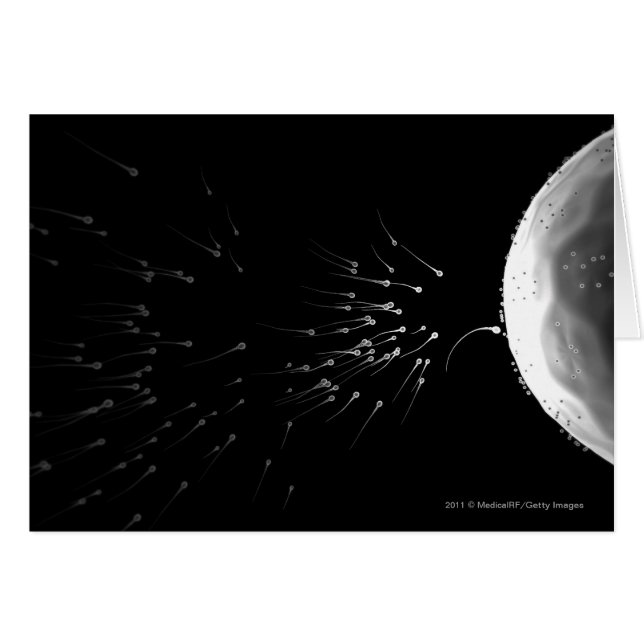 Black and white illustration of fertilization (Front Horizontal)