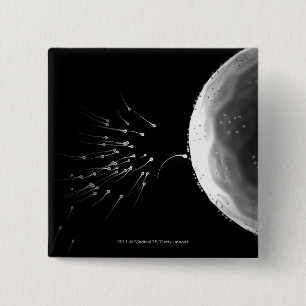 Black and white illustration of fertilization 2 inch square button