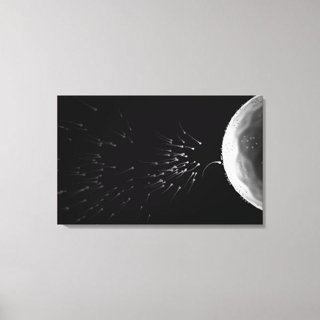 Black and white illustration of fertilization canvas print (Front)