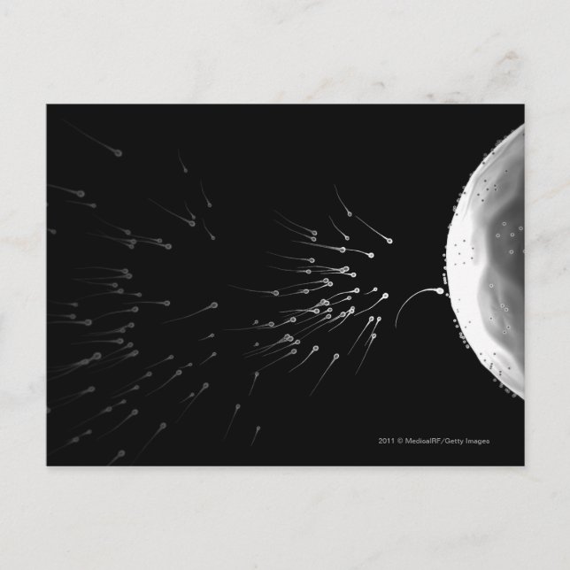 Black and white illustration of fertilization postcard (Front)