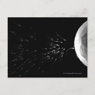 Black and white illustration of fertilization postcard