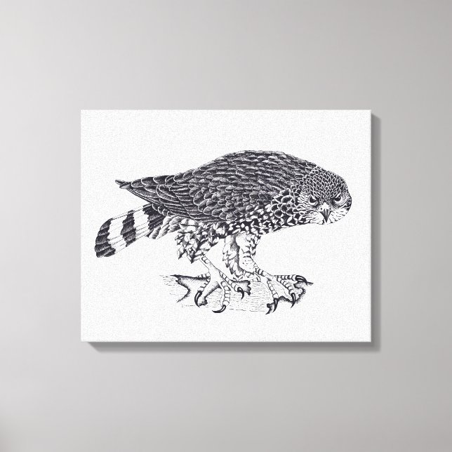 Black and white illustration of Sparrow Hawk Canvas Print (Front)