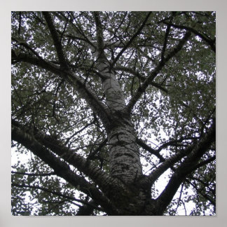 Black and white in nature poster