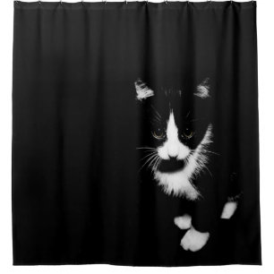 Black and White Kitten