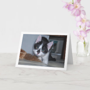 Black and White Kitten Card