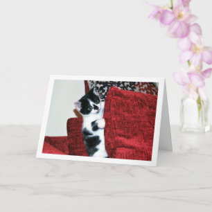 Black and White Kitten on Cushions Card