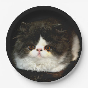 Black and White Kitten Paper Plate