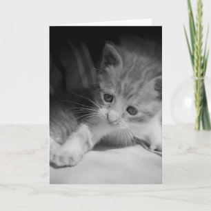Black and White Kitten Photograph Card