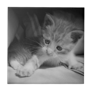 Black and White Kitten Photograph Tile