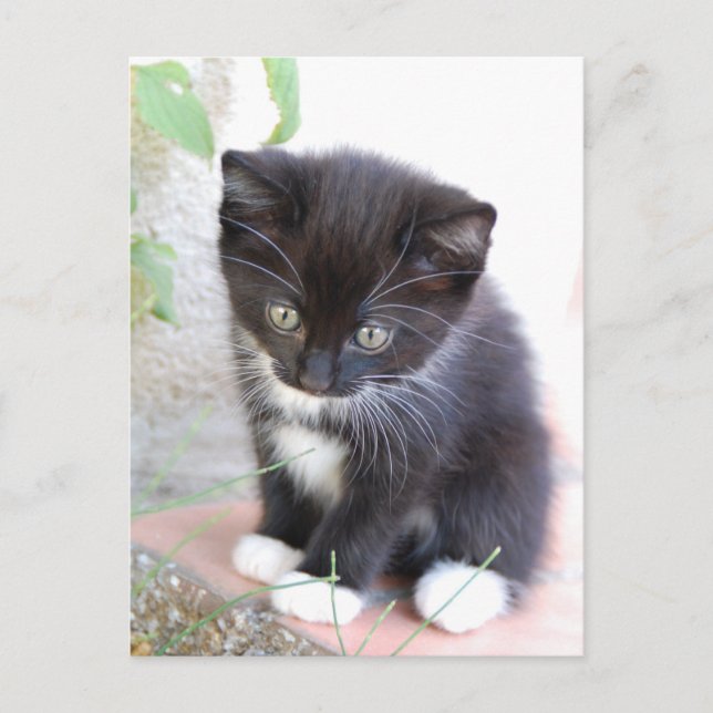 Black and White Kitten Postcard (Front)
