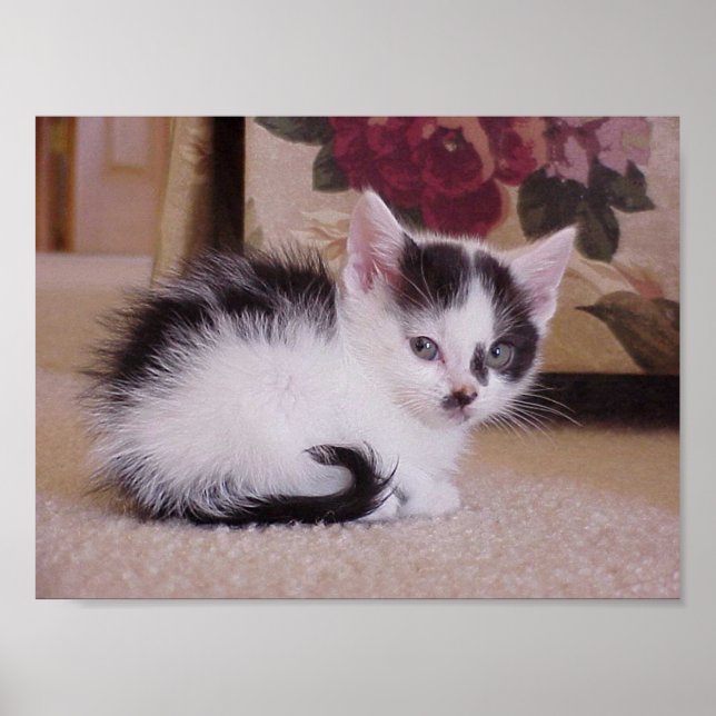 Black and White Kitten Poster (Front)