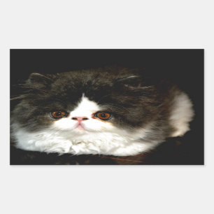 Black and White Kitten Sticker