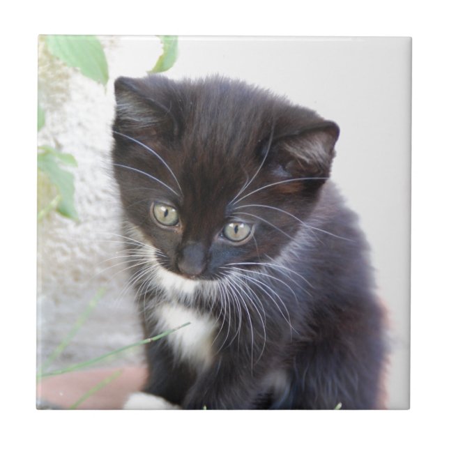 Black and White Kitten Tile (Front)