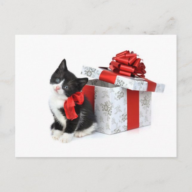 Black and white kitty with gift box postcard (Front)