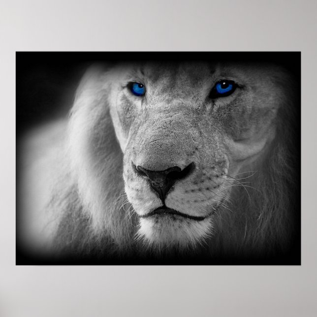 Black And White Lion With Blue Eyes Poster (Front)
