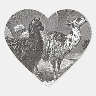 Black and White Llama Alpaca Andes Animal Art Heart Sticker