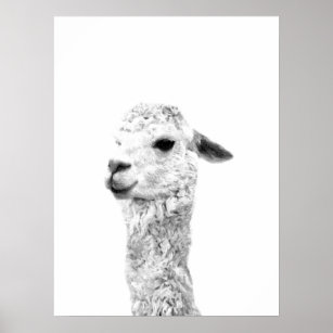 Black and white llama farm animal portrait poster