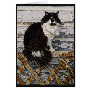 Black and White Long Hair Tuxedo Cat on Fence