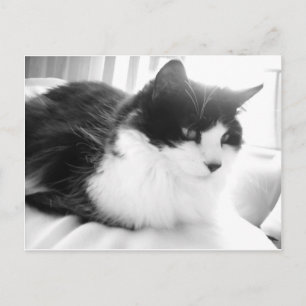 Black and White Long-haired Kitty Cat Postcard
