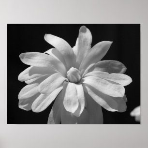 Black and White Magnolia Centennial Poster