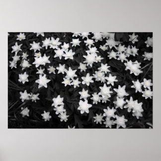 Black and White Meadows Poster