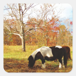 Black and White Miniature Pony / Horse Square Sticker