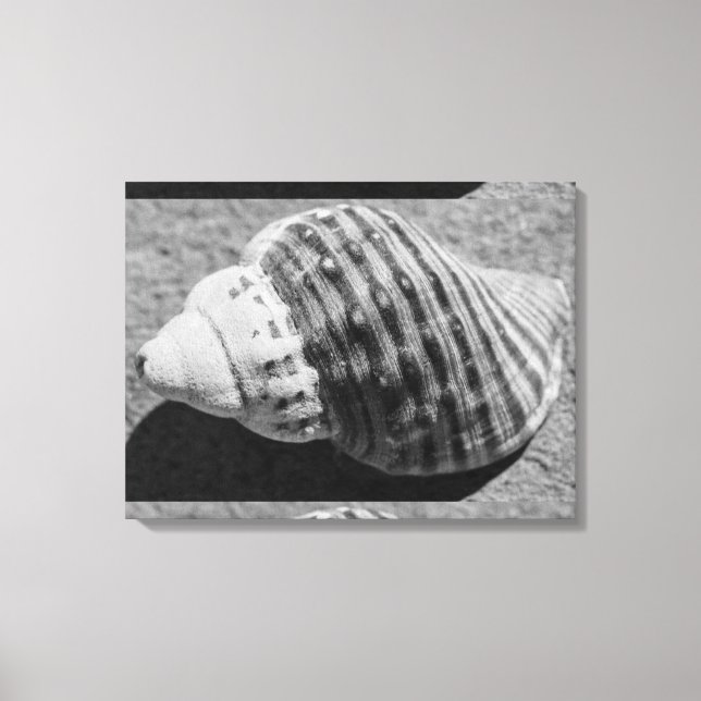 Black And White Monochrome Sea Ocean Shell Canvas Print (Front)