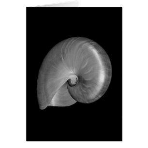 Black and White Nautilus Shell