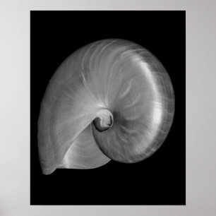 Black and White Nautilus Shell Poster
