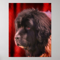 Black And White Newfoundland Dog Face