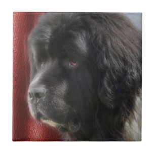 Black And White Newfoundland Dog Tile