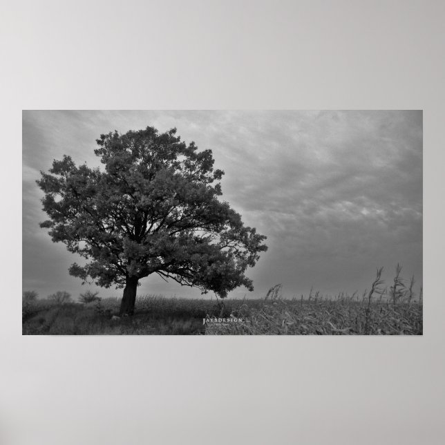 Black and White Oak Tree Poster Print (Front)