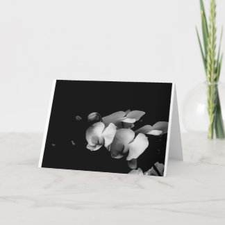 Black and White Orchid Branch Card